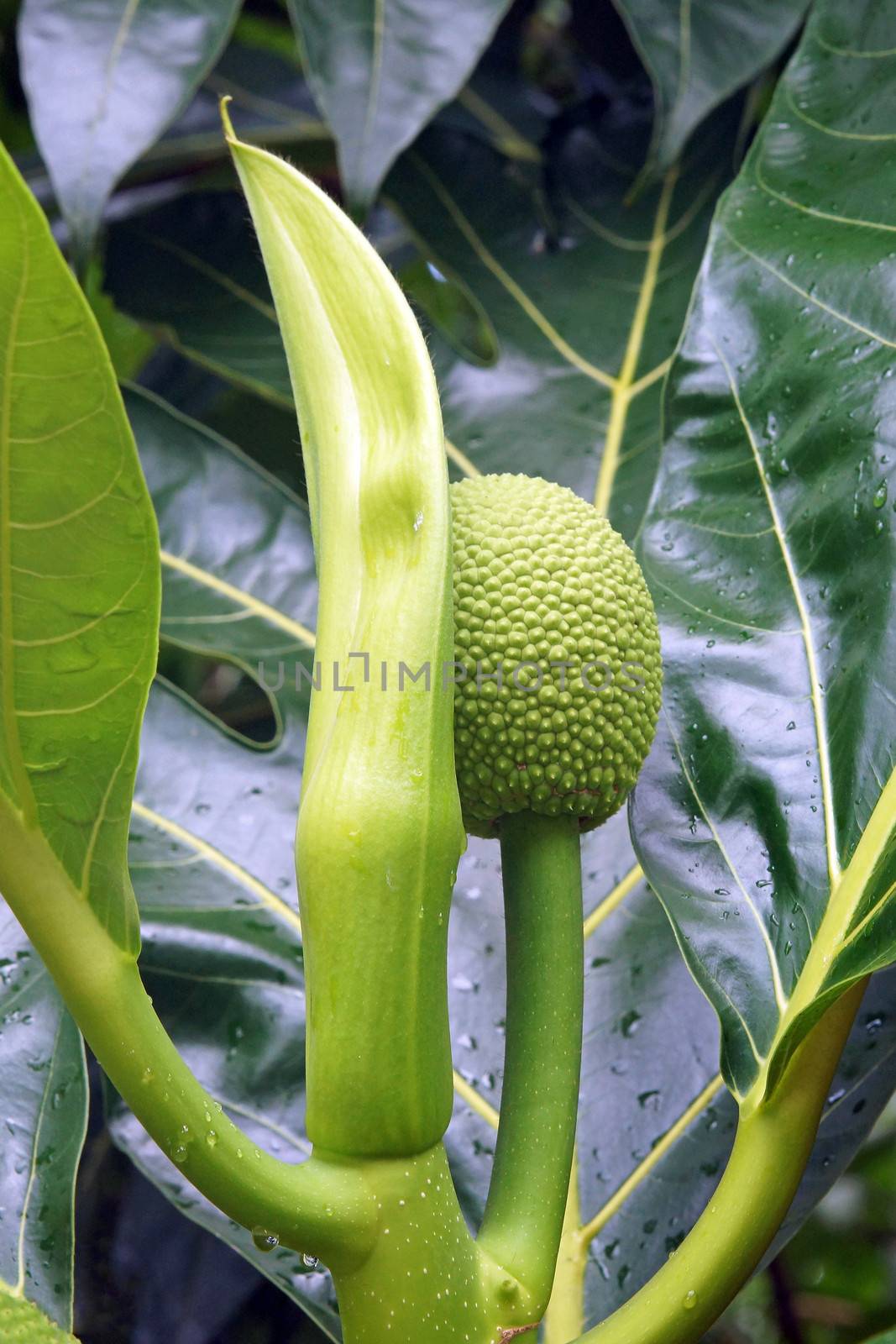 Fruit and leafs of the breadfruit tree, Caribbean