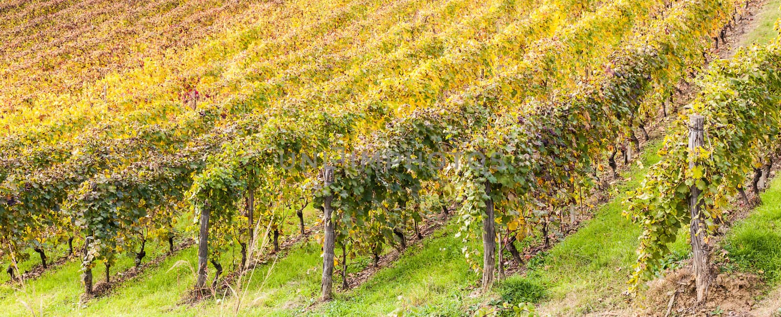 Piemonte Region, Italy: vineyard during autumn season