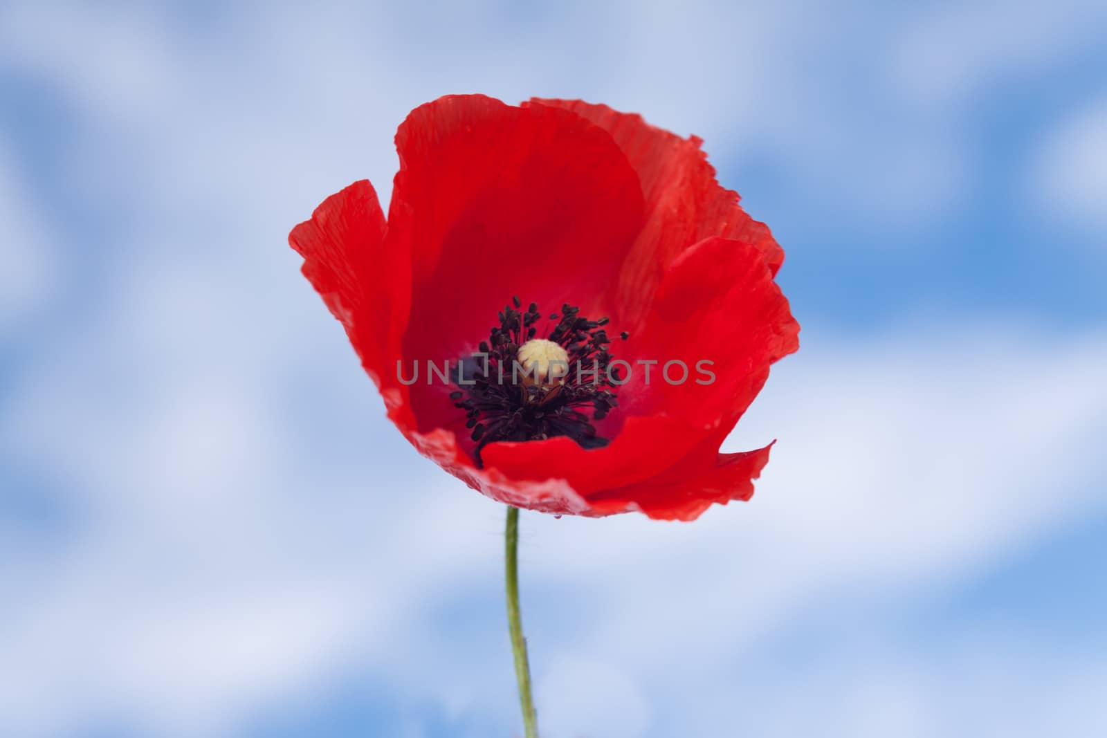 Flower of red poppy on background of blue sky