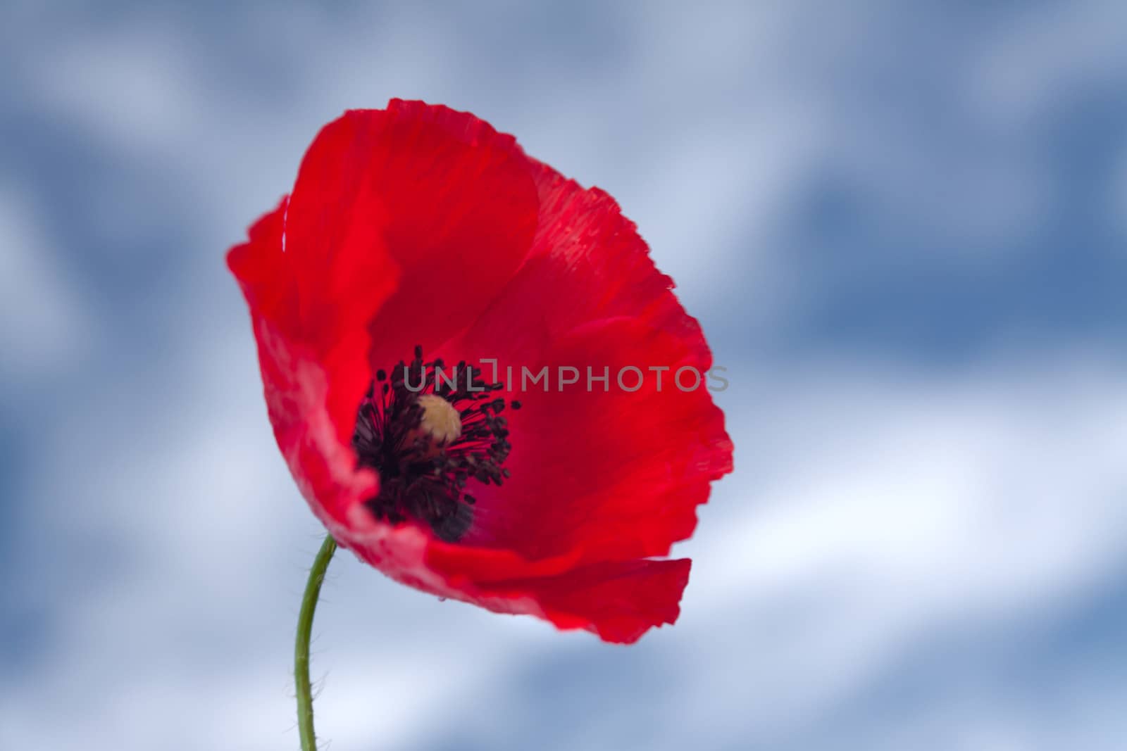 Flower of red poppy on background of blue sky