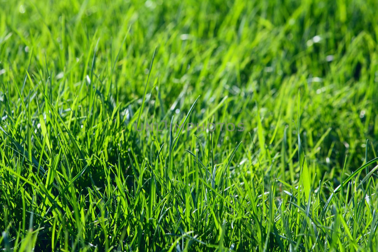 Field with a green grass