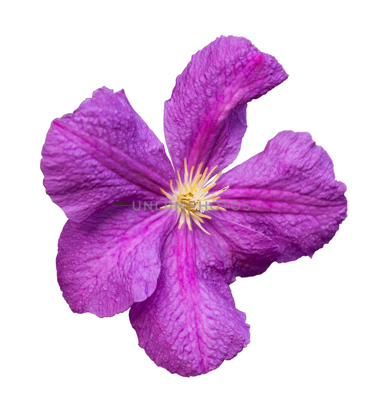 Beautiful purple flower isolated on white background