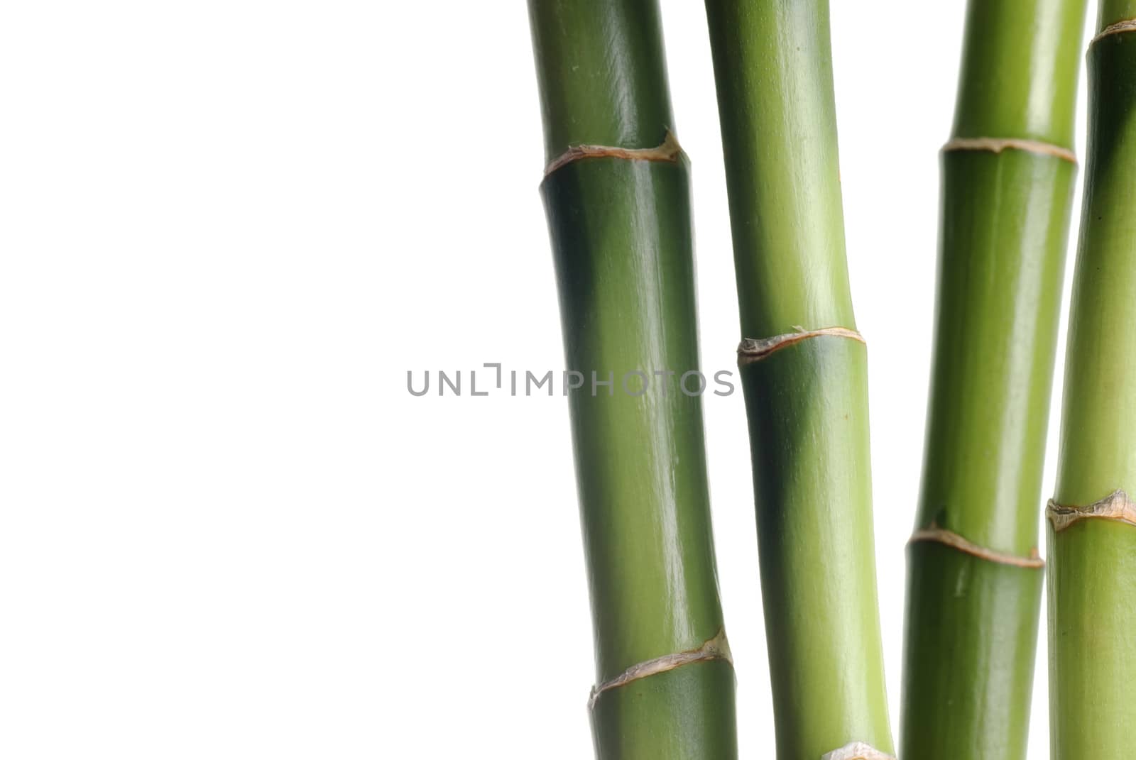 Bamboo steam background 