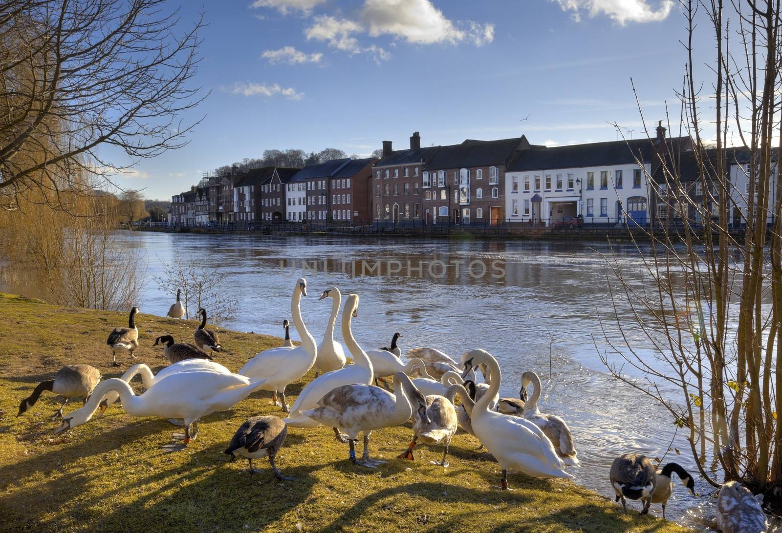 Swans and geese on the bank of the River Severn, Bewdley, Worcestershire, England.