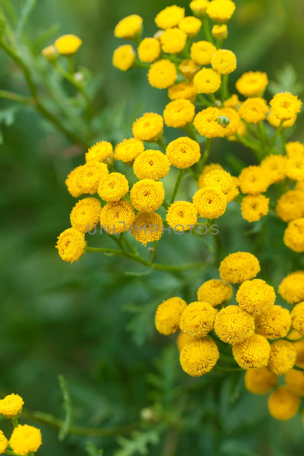 Yellow tansy flowers by vtorous