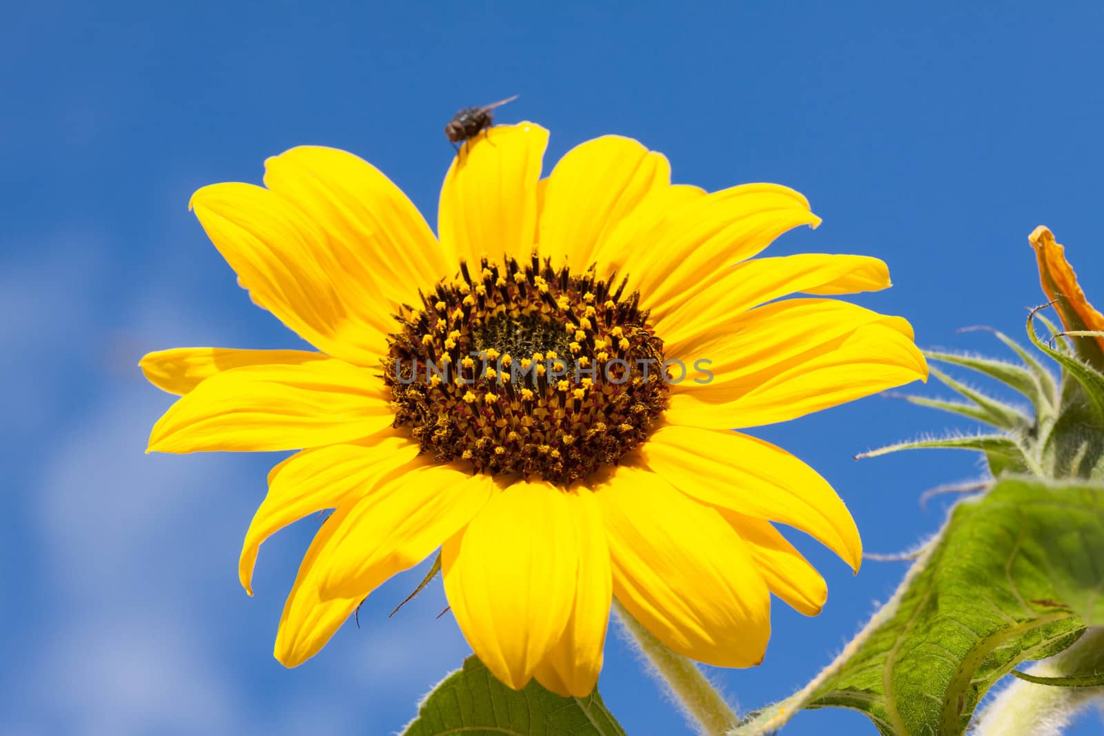 Sunflower by vtorous
