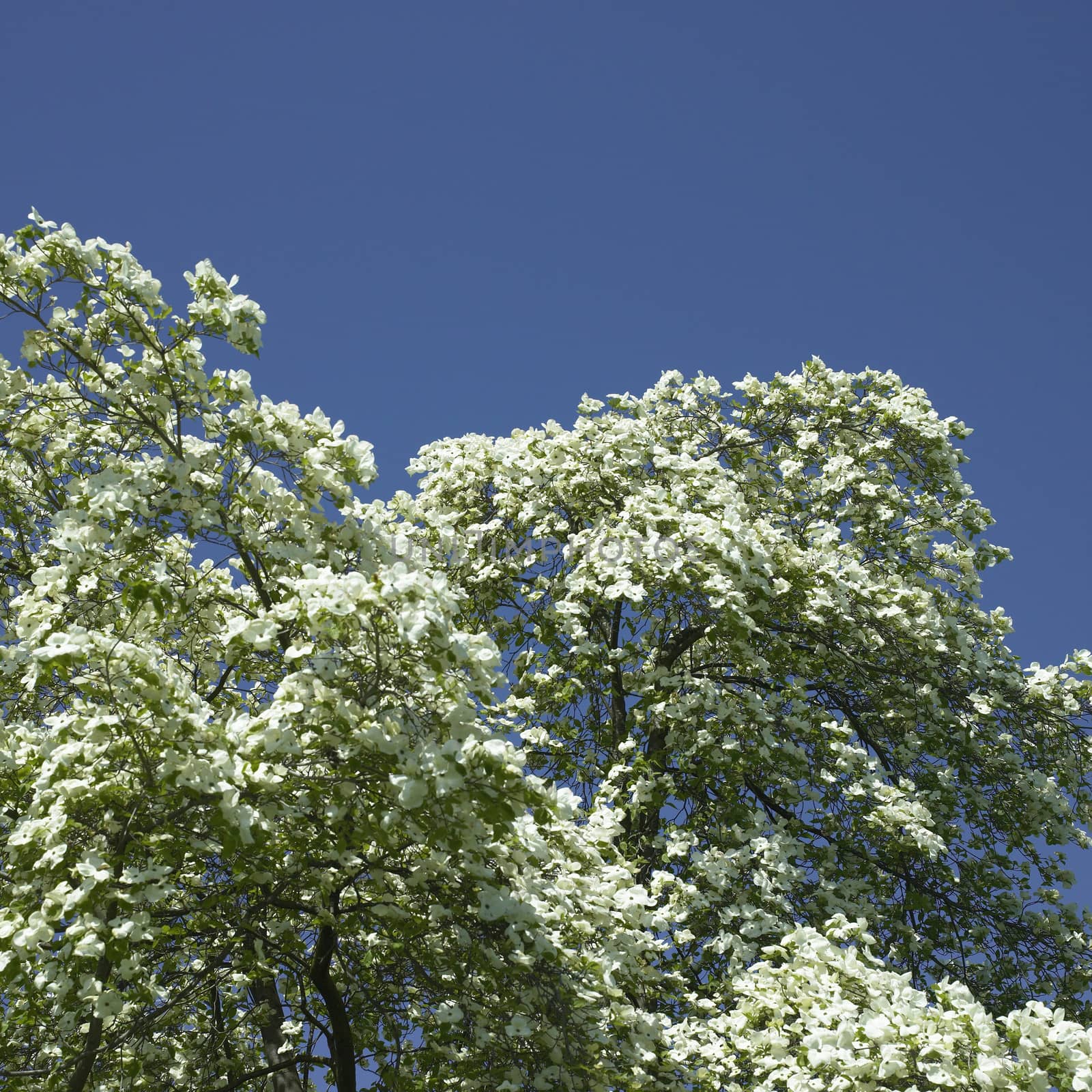 Dogwood tree in bloom against blue sky