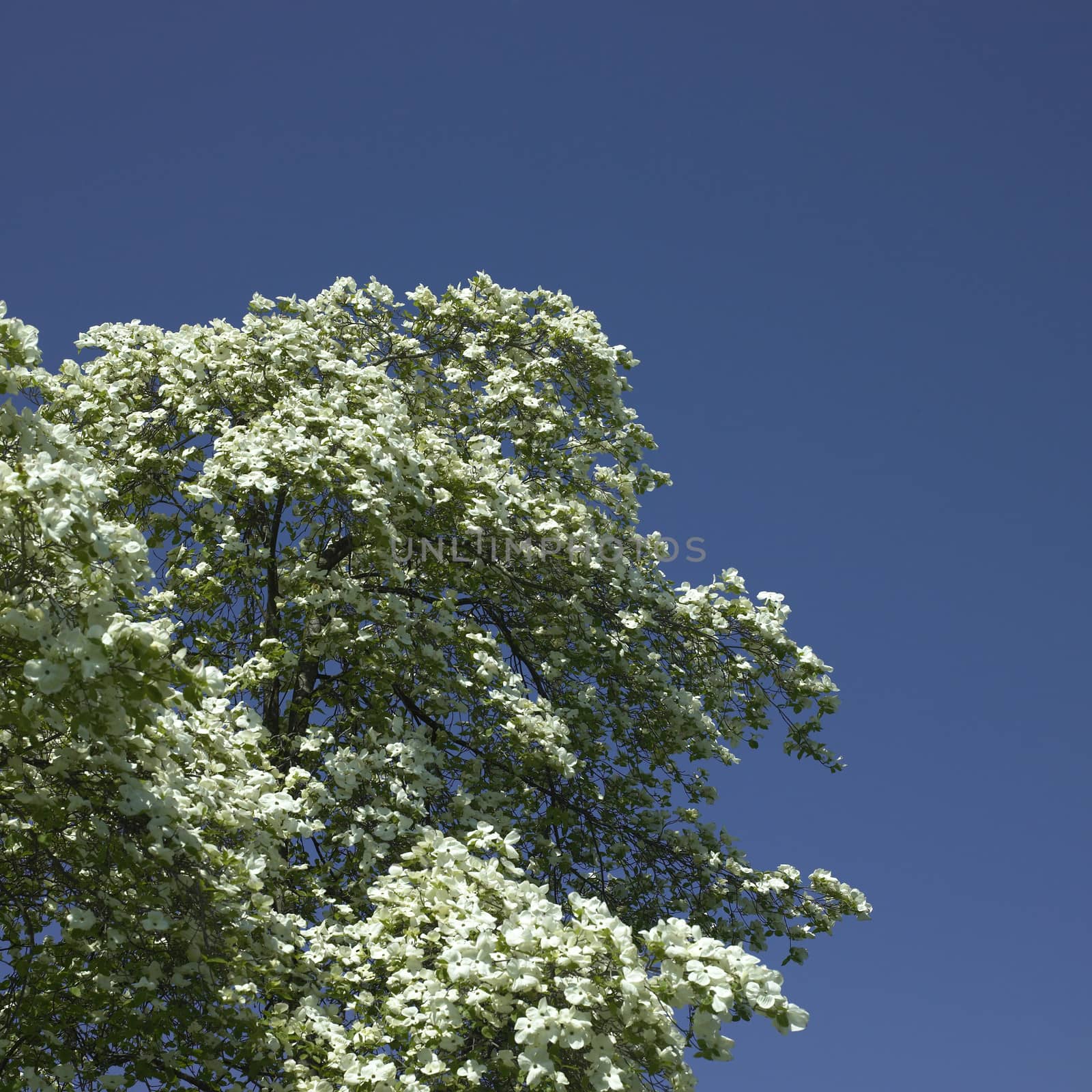 Dogwood tree in bloom by mmm