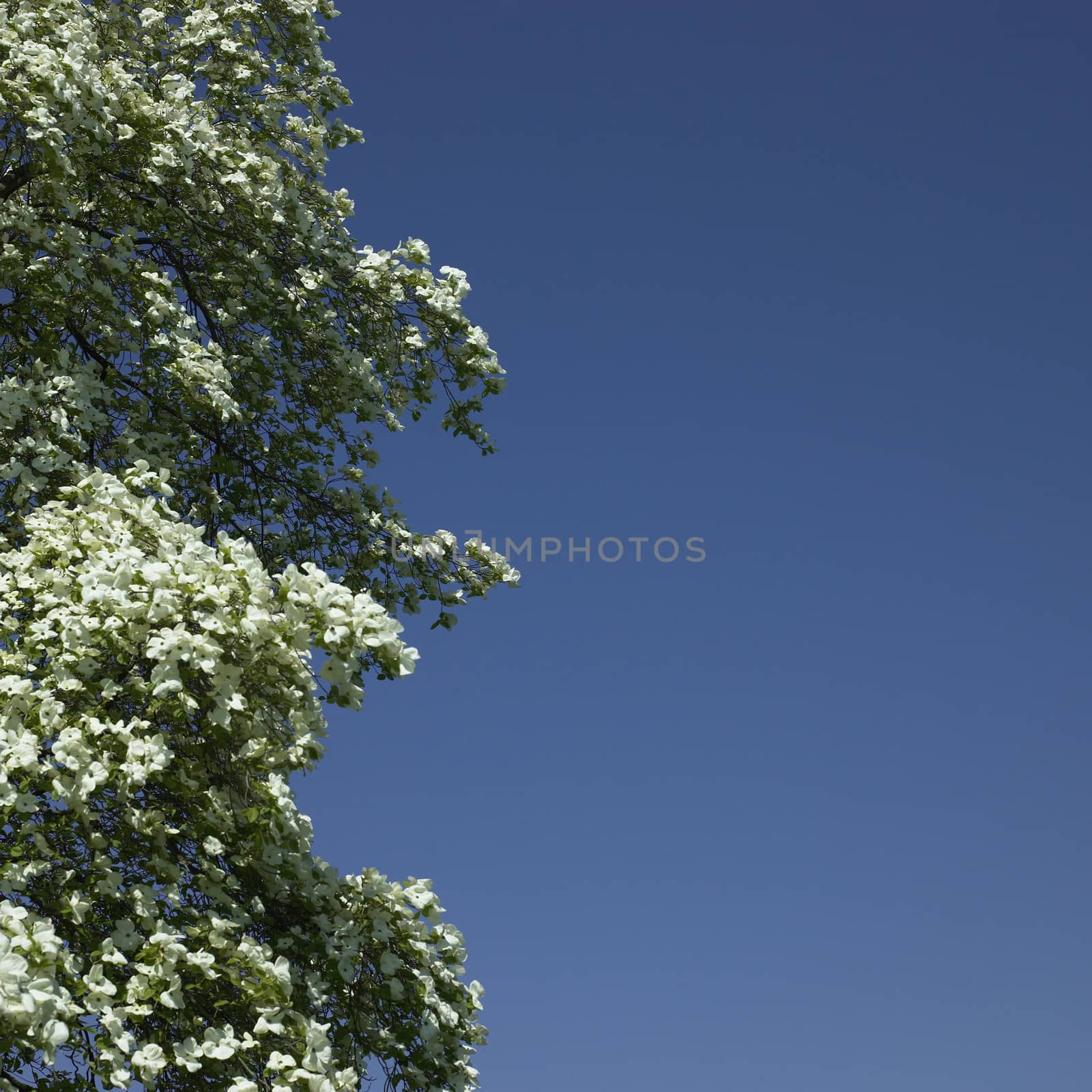 Dogwood tree in bloom by mmm