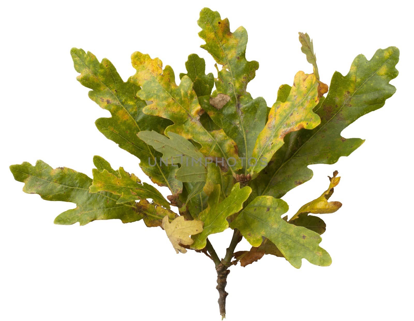 Cut-out oak leaves on white background.