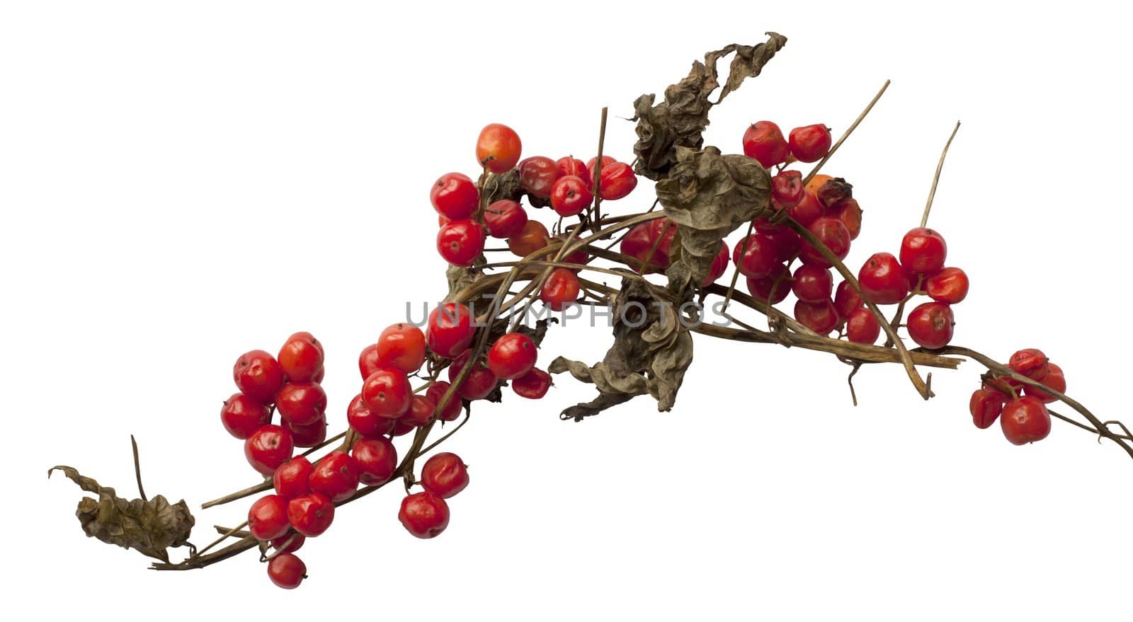 Cut-out Black Bryony berries on white background.
