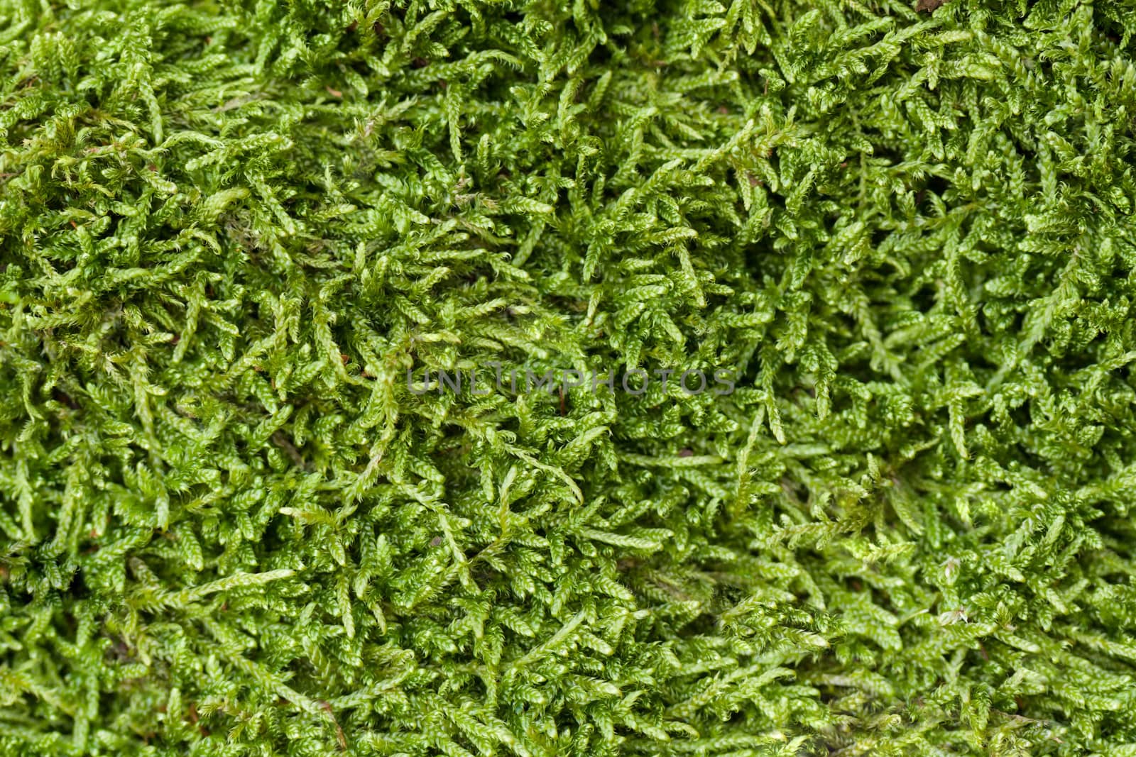 Texture of moss by vtorous