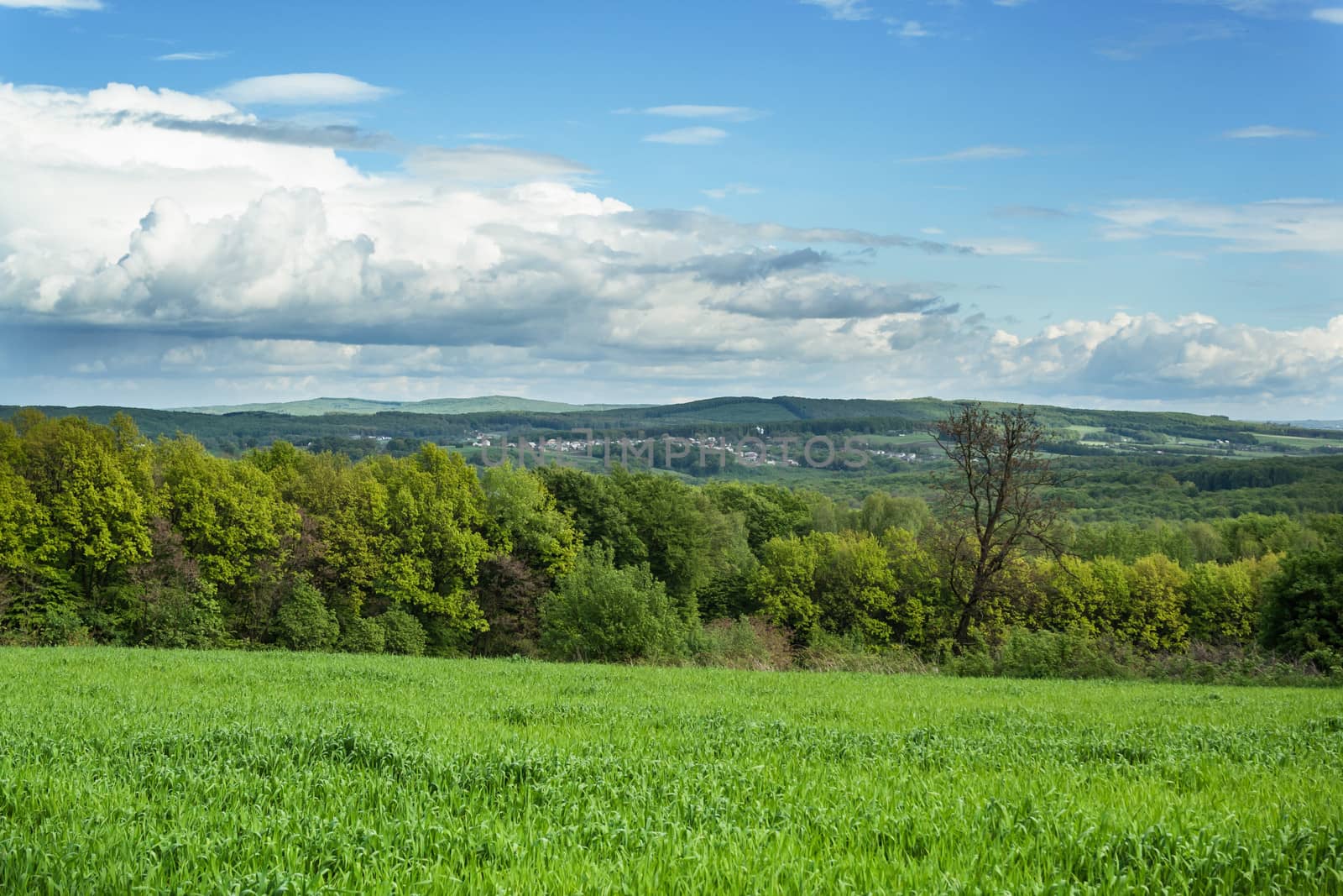 Spring wheat field and forest