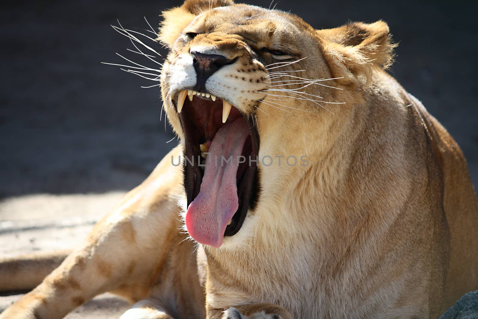 Big lioness roaring