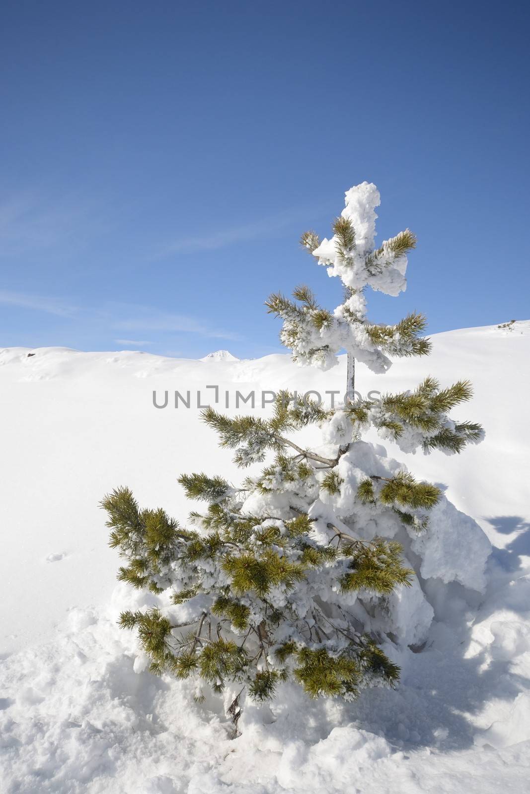 Christmas larch tree covered by thick snow with amazing winter mountainscape in the background and freshly fallen powder snow on the ground