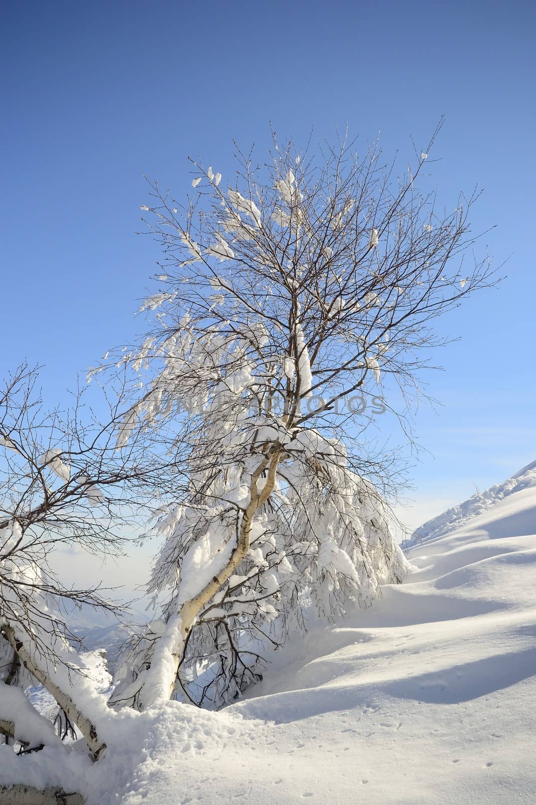 Elegant birch tree covered by thick snow with amazing winter mountainscape in the background and freshly fallen powder snow on the ground