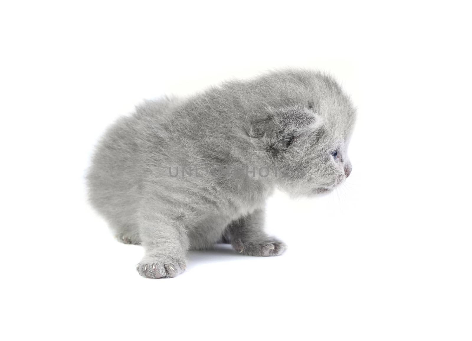Little kitten by dedmorozz