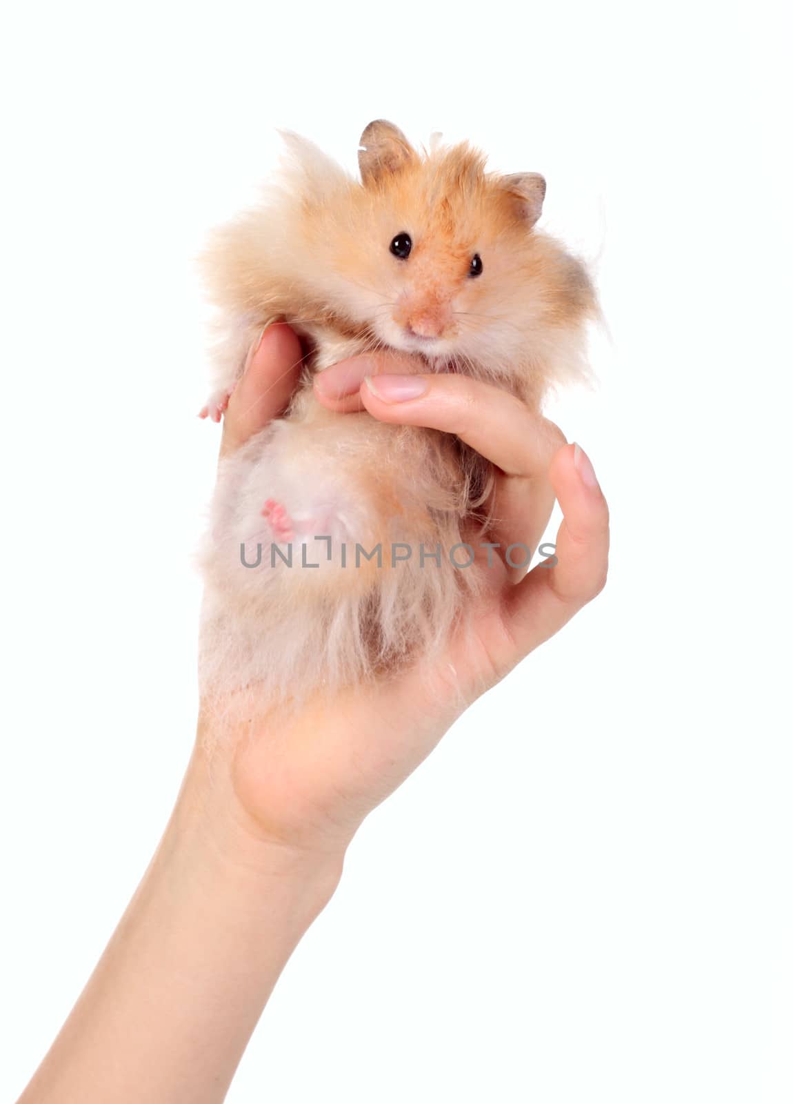 Funny hamster in the hand isolated on the white background