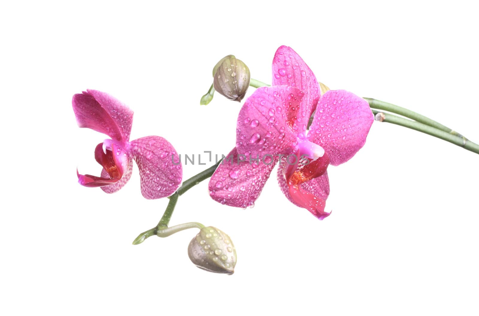 Orchid flower with bud at the branch at the white background