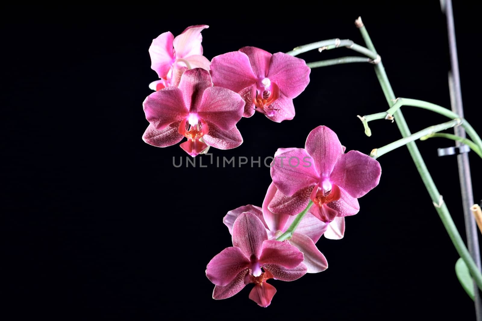 Beautoful pink orchid isolated at the dark background