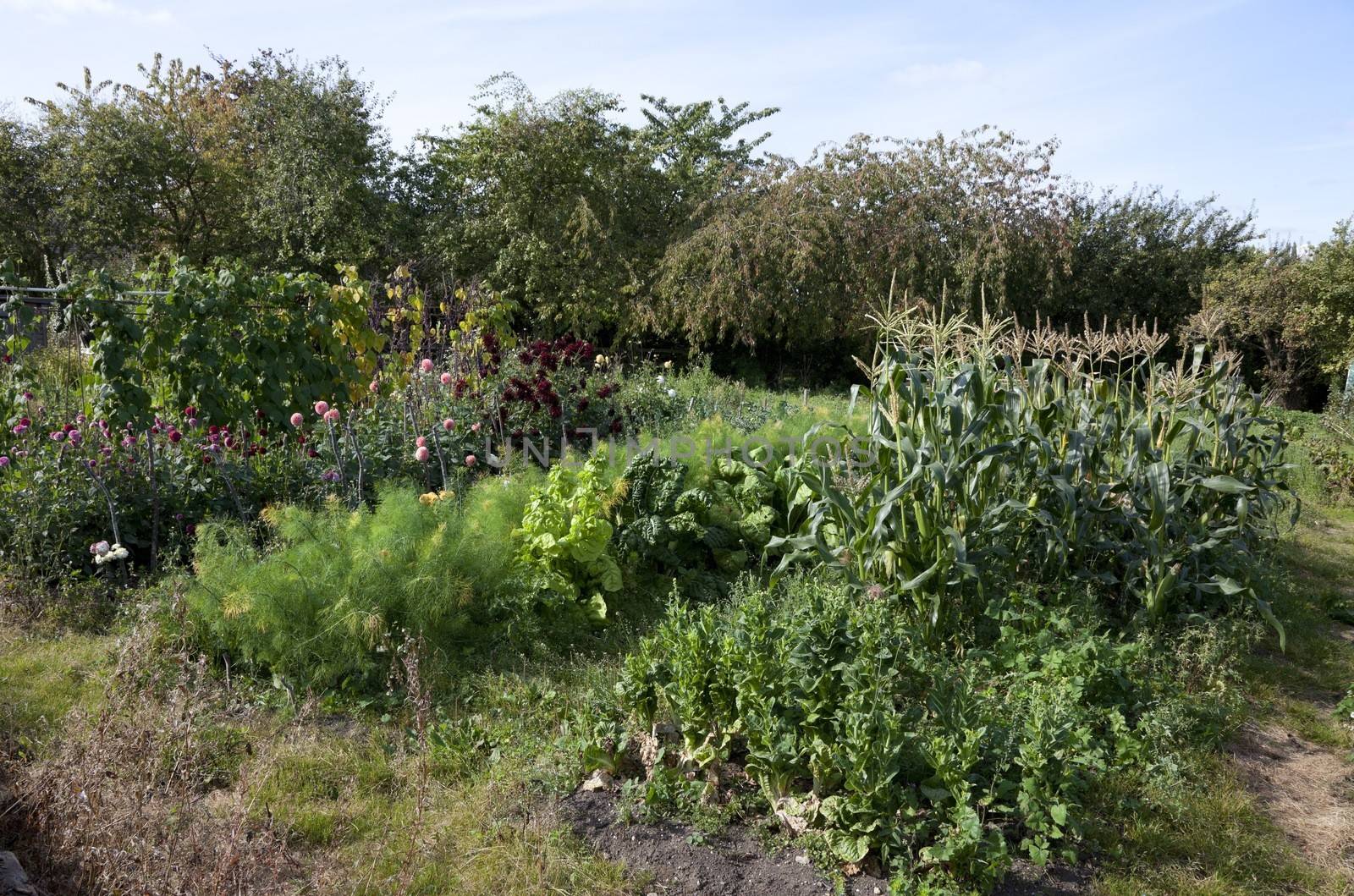 Allotments showing flower and vegetable plots, England.