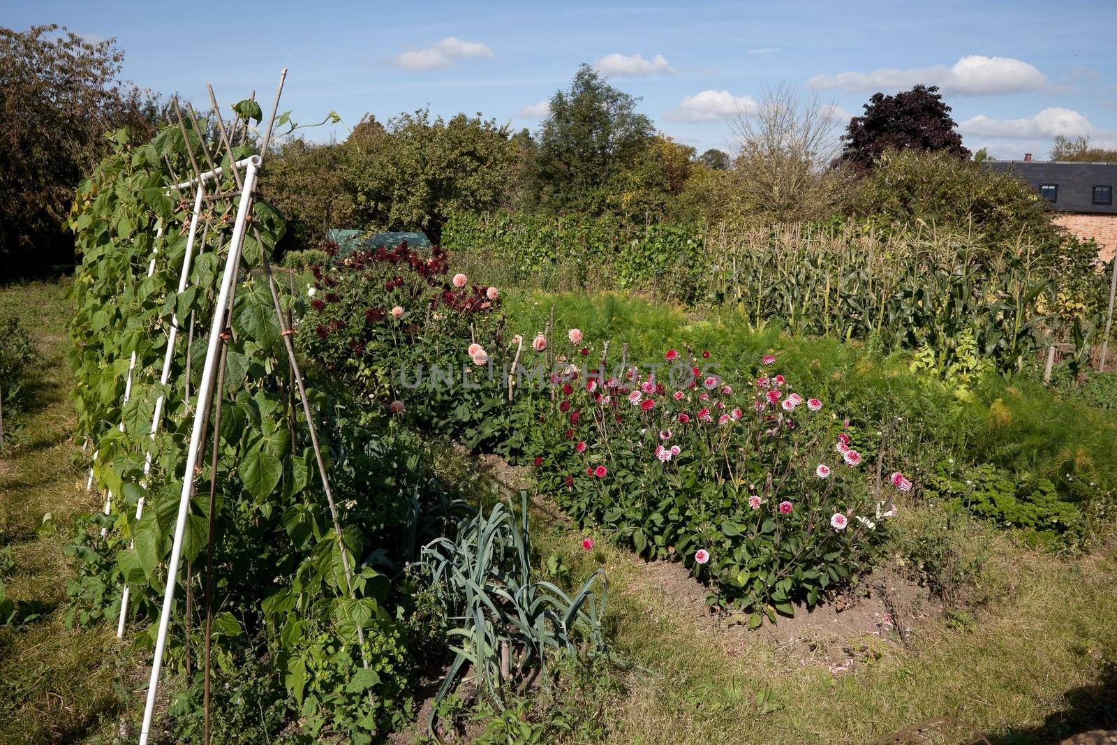 Allotments showing flower and vegetable plots, England.