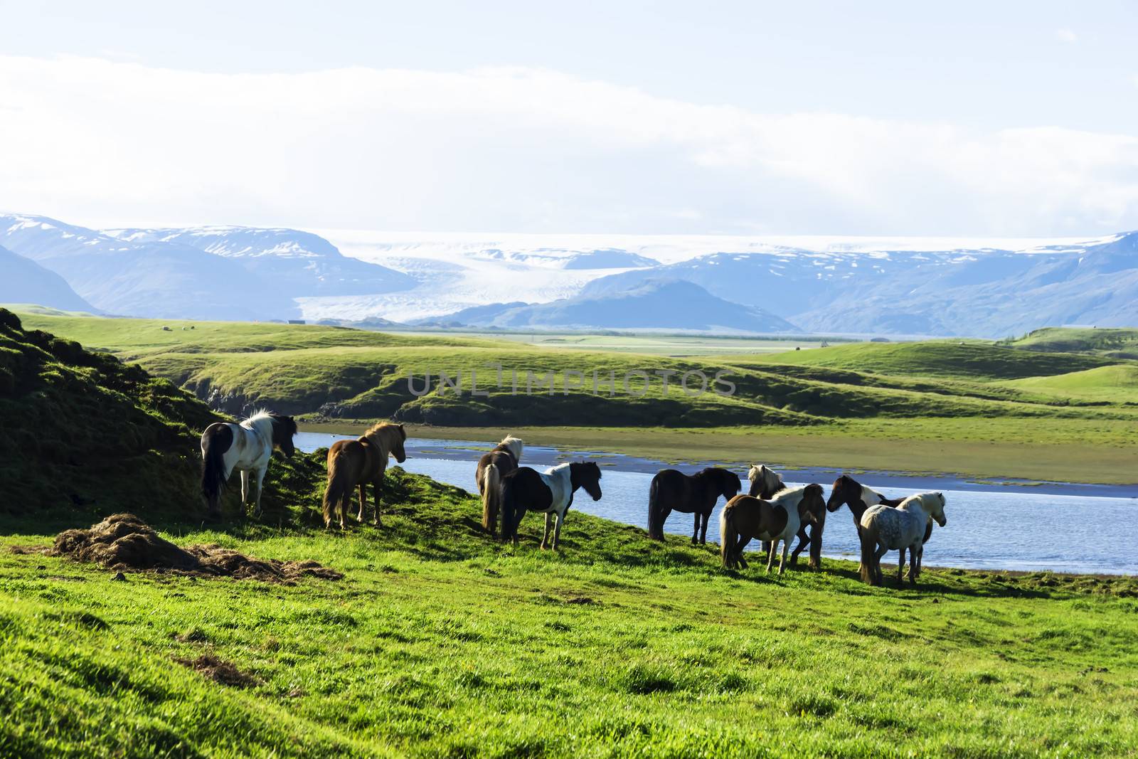 funny horses in the fields of Iceland by Tetyana