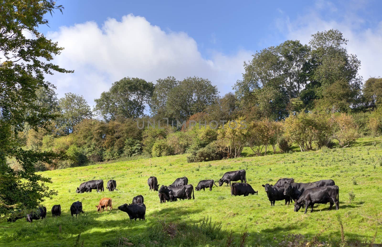 Black cows grazing near the Cotswold village of Compton Scorpion, Gloucestershire, England.