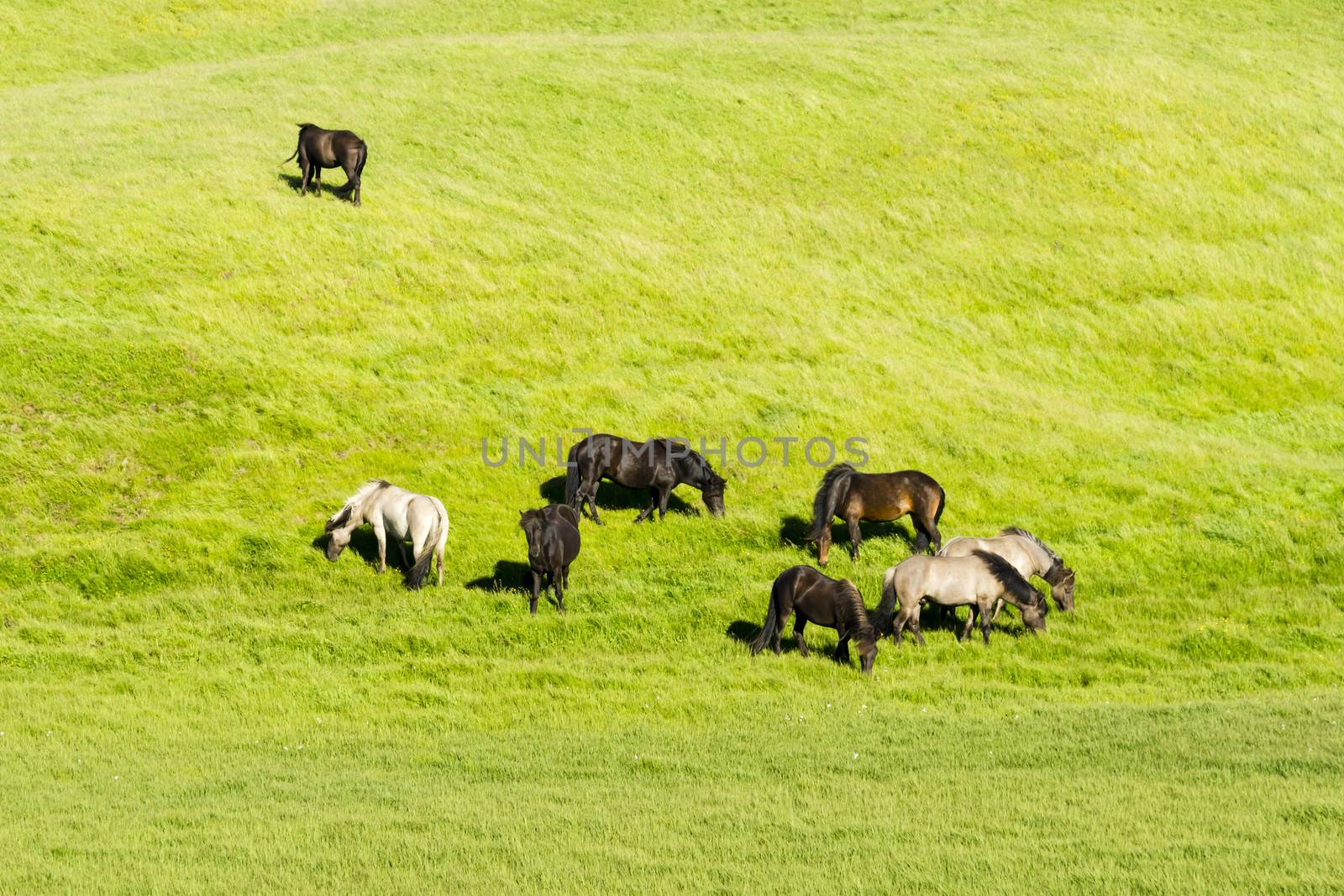 funny horses in the fields of Iceland