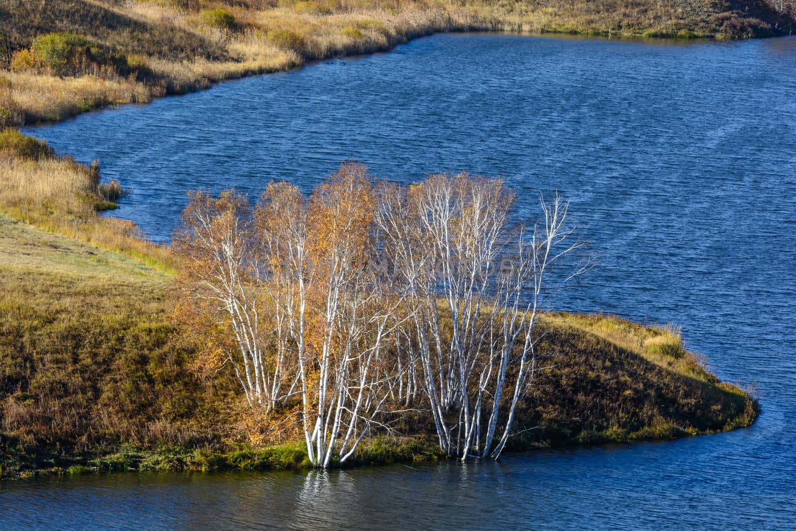 the birch treetop becomes golden when Automn came in Bashang prairie of Inner Mongolia.