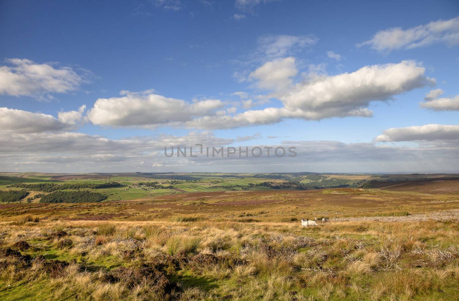 Moorland with heather near Reeth, Yorkshire Dales National Park, England.