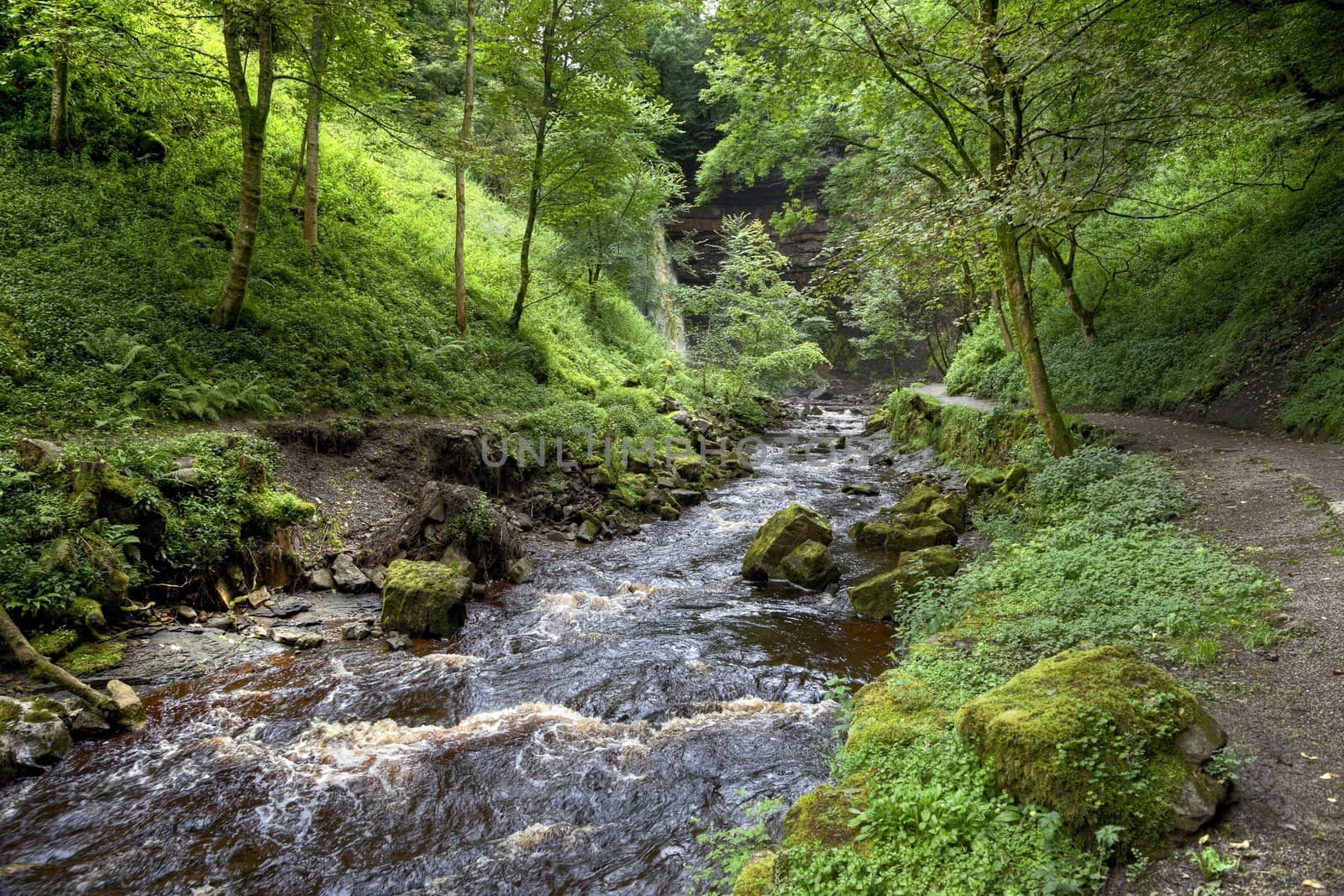 River through woodland, Yorkshire Dales National Park, England.