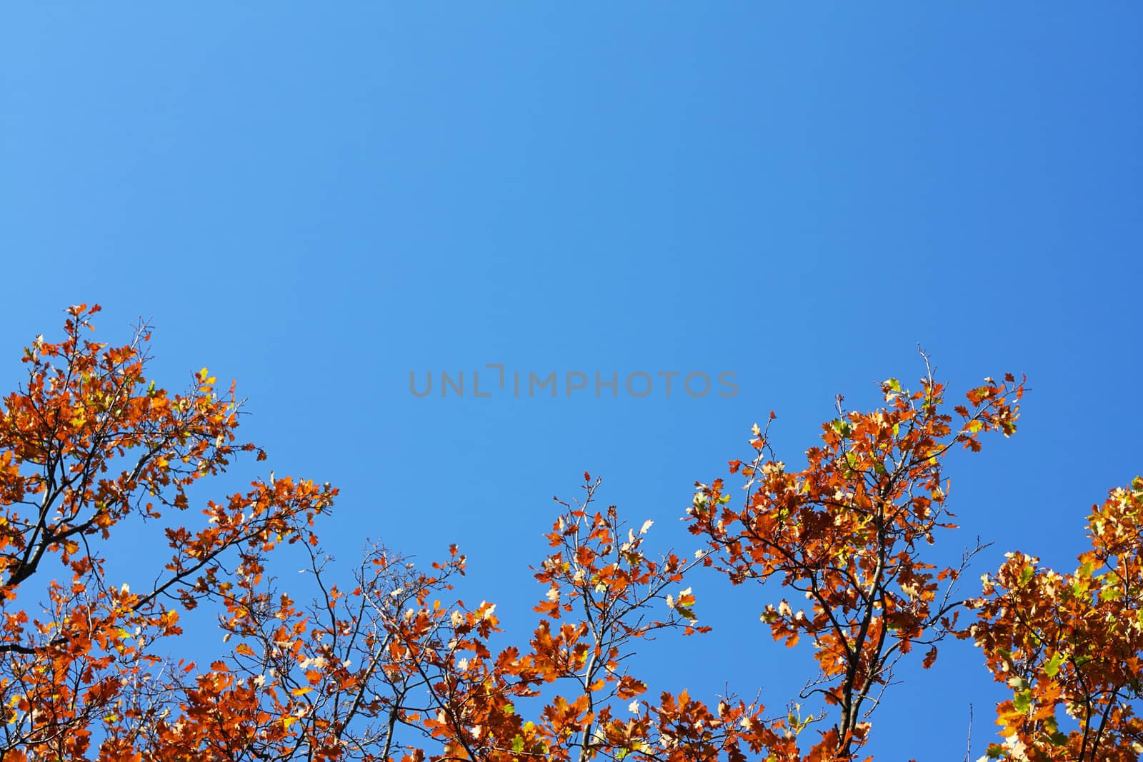 Oak's leafs on a tree and blue sky