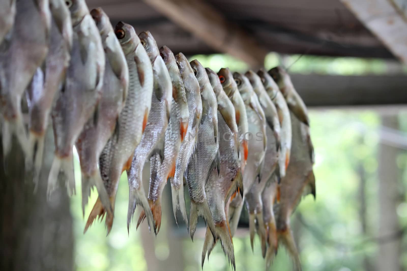 Dried fish on the rope