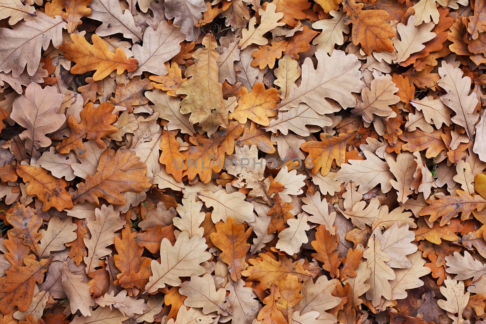 Oak's leafs by dedmorozz