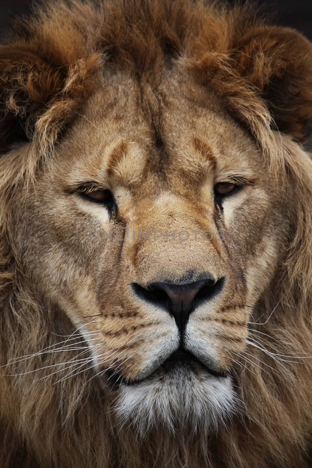 Big lion portrait