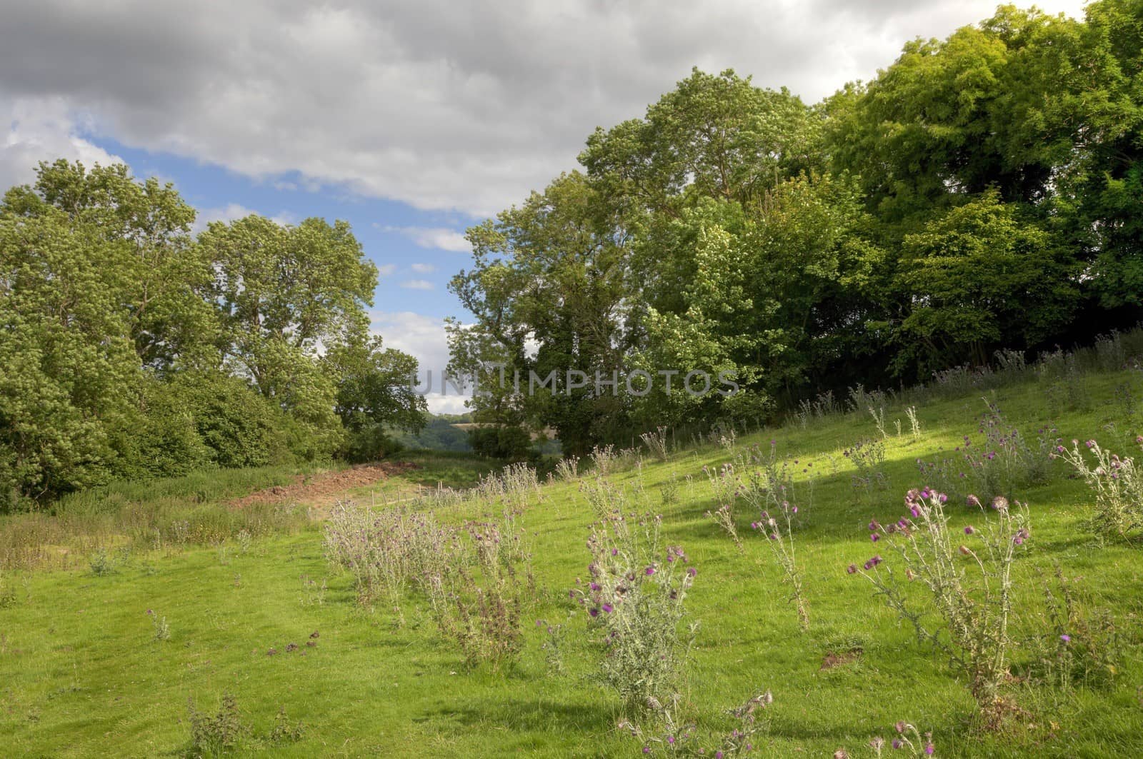 English countryside with oak trees and thistles, Gloucestershire, England.