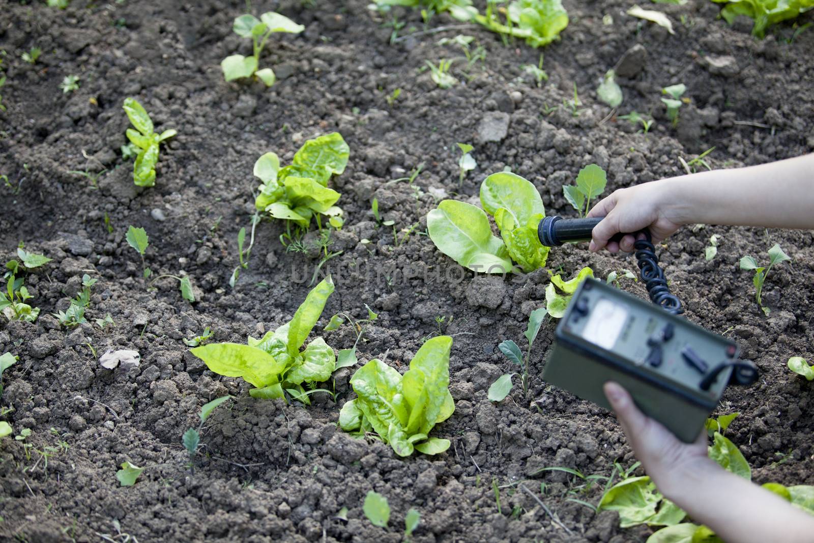 Measuring radiation levels of vegetables