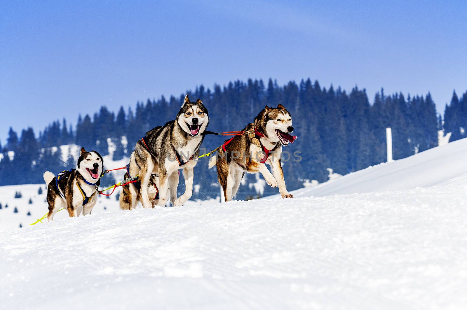 sportive dog team is running in the snow