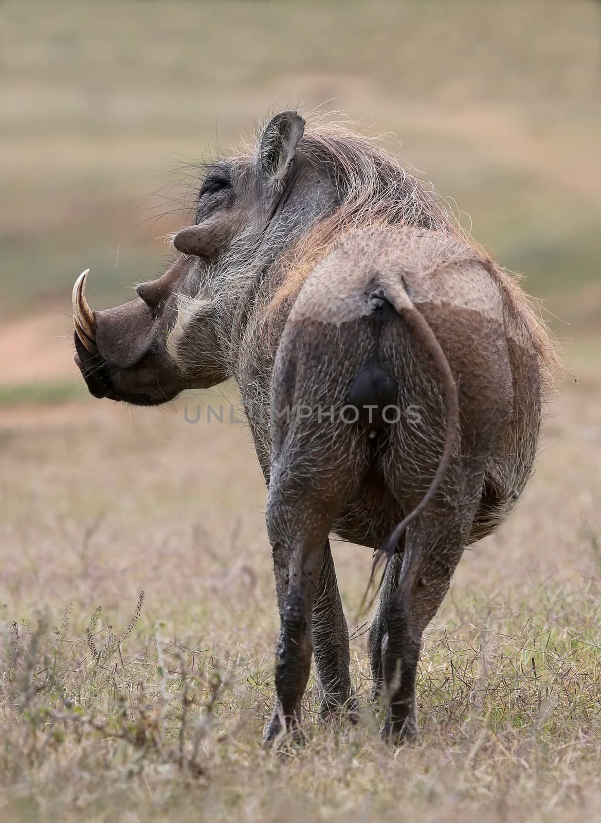 Ugly looking Warthog from Africa looking backwards