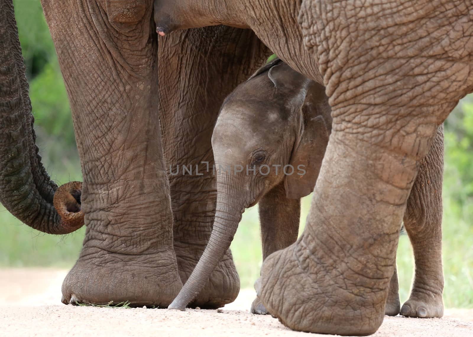 Cute baby African elephant standing under it's mother for protection