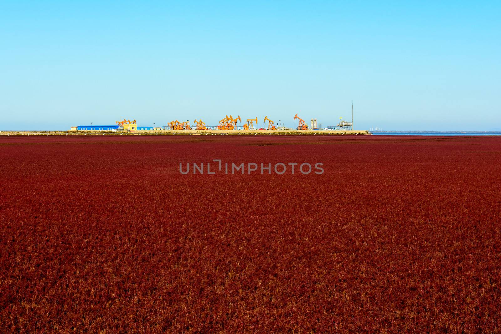 Oil pump oil rig energy industrial machine in the suaeda grass knowing as "red beach" in Panjin, Liaoning province of China.