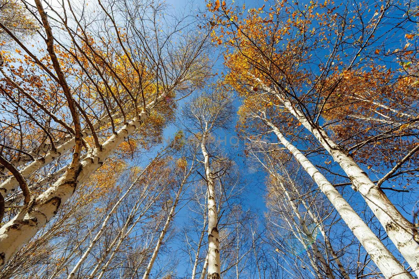 the birch treetop becomes golden when Autumn came in Bashang prairie of Inner Mongolia.