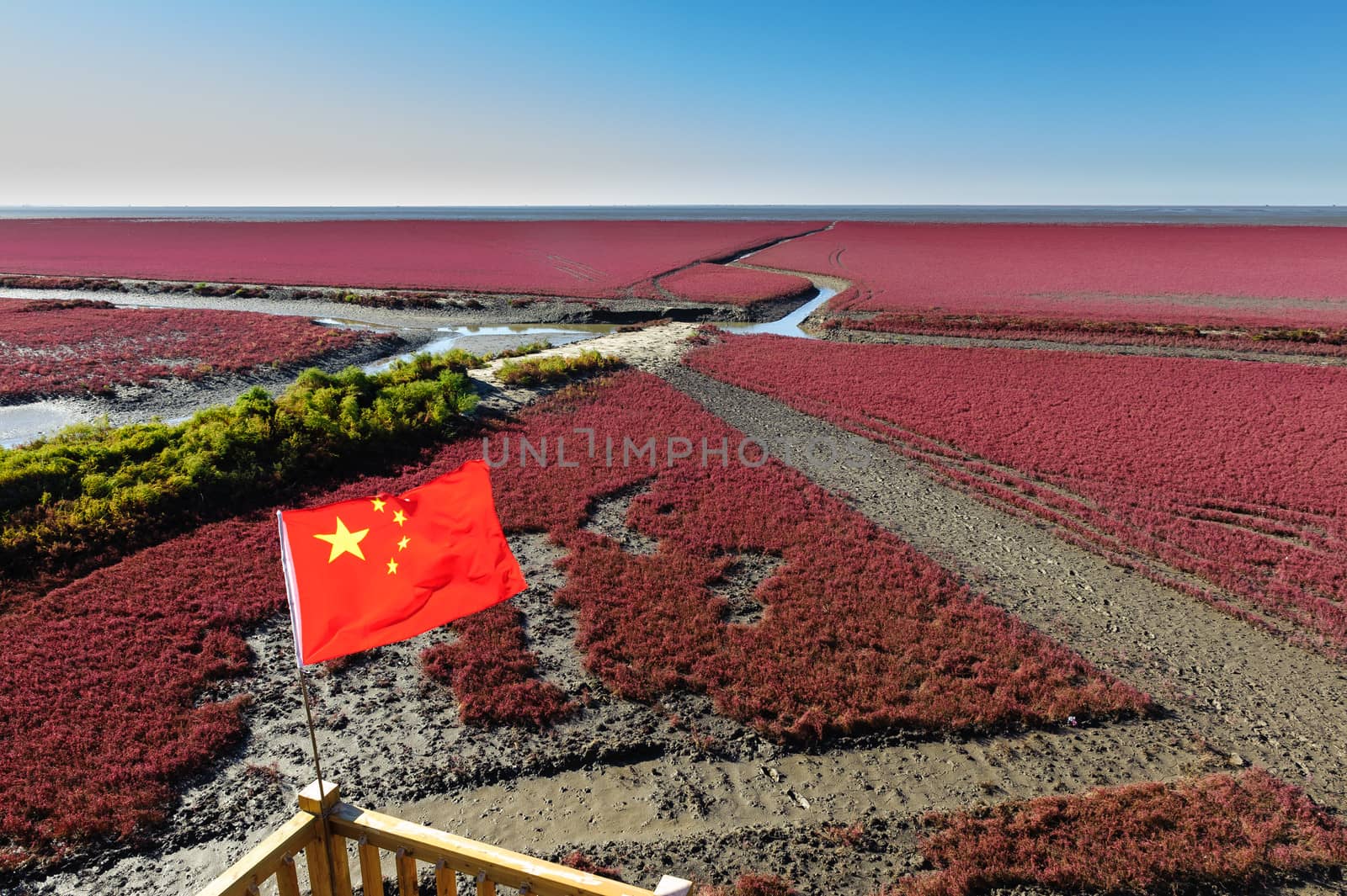 the suaeda grass knowing as "red beach" in Panjin, Liaoning province of China.