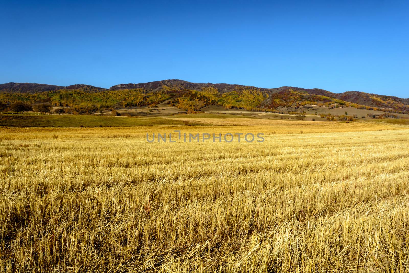 the wheat land after harvest under the sunshine in Bashang prairie Inner Mongolia.