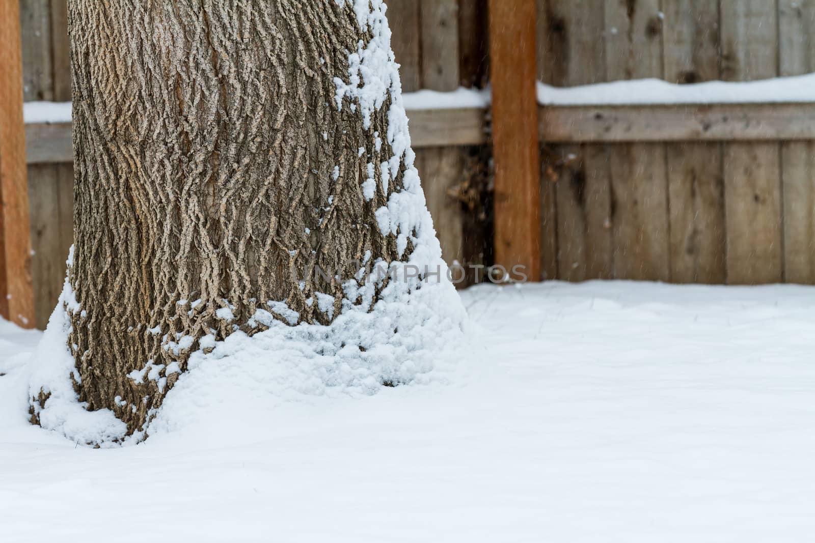 Wind and snow combined to cover the trunk of this tree.