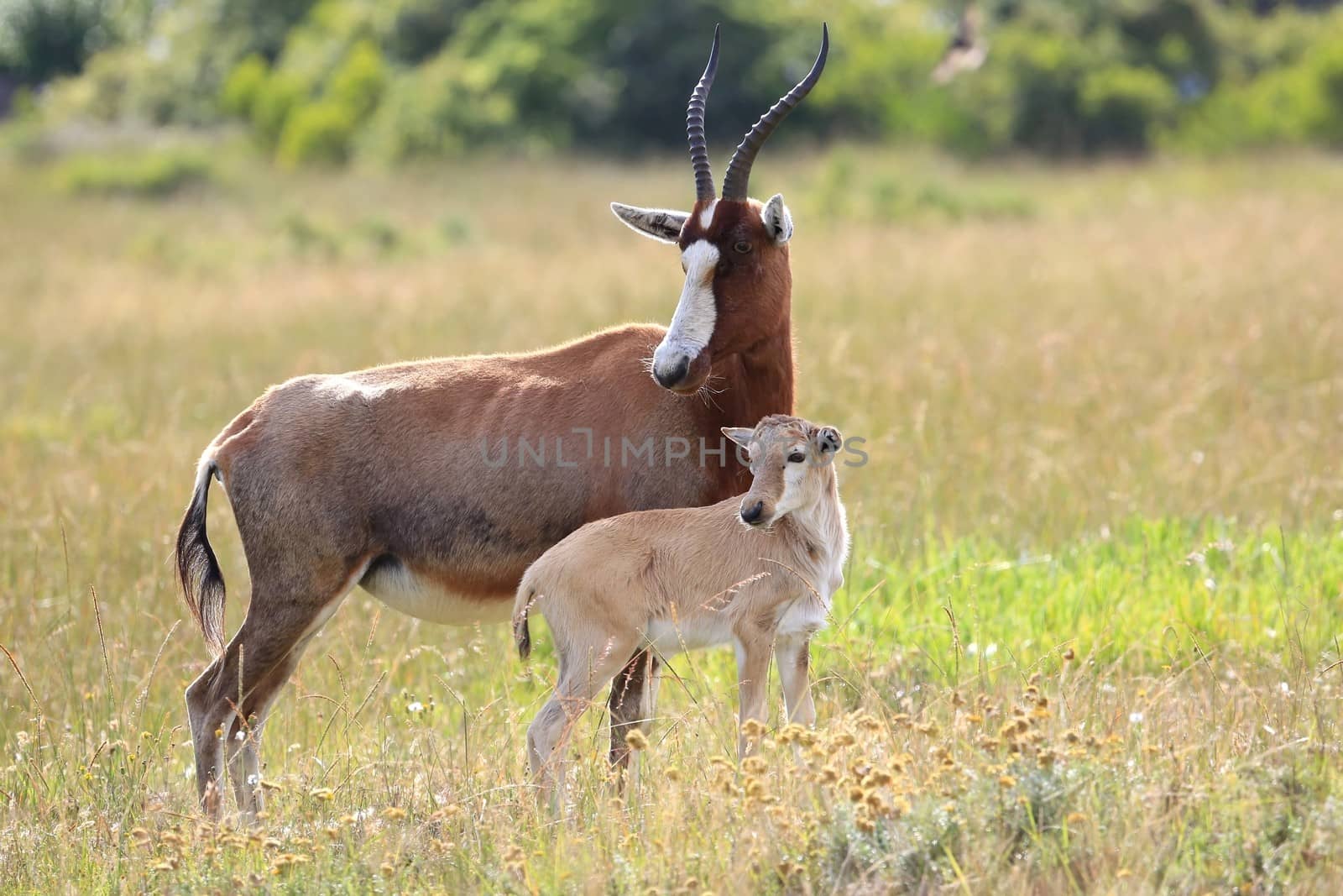 Blesbok antelope standing protectively next to it's baby
