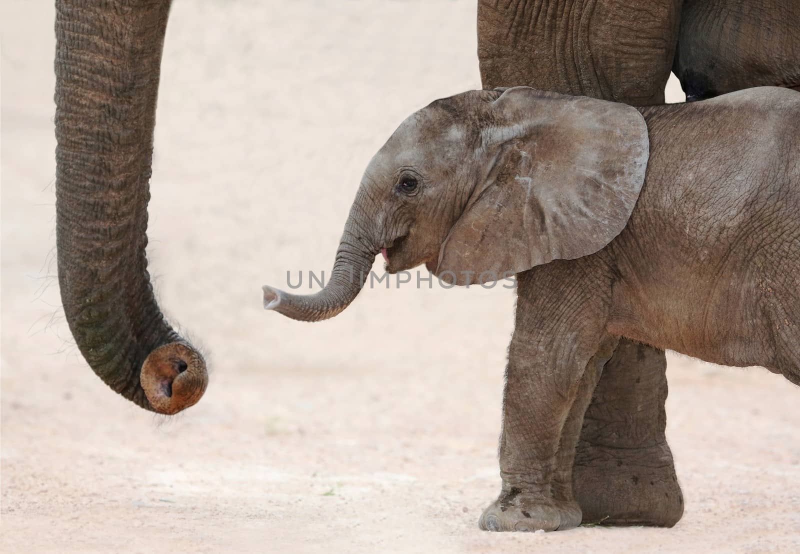 Cute baby African elephant reaching out with it's trunk to it's mother