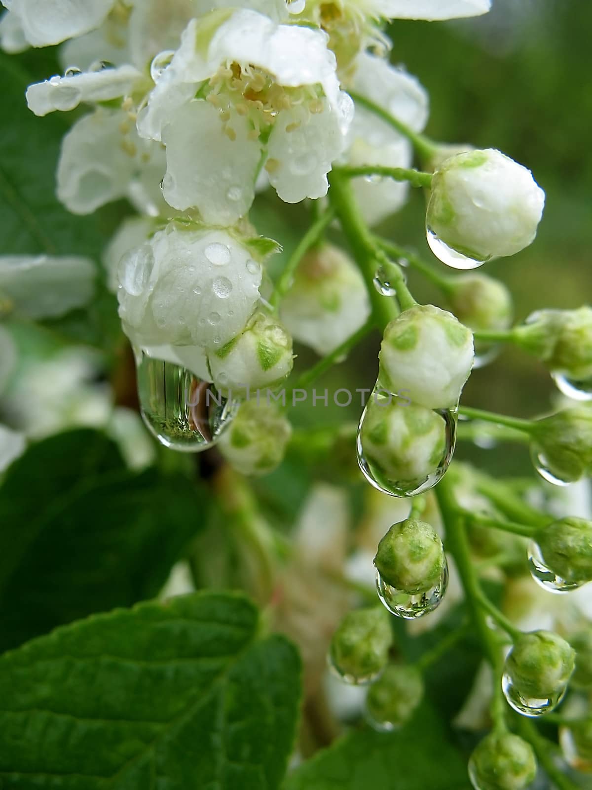  
Bird cherry flowers in the rain drops closeup spring