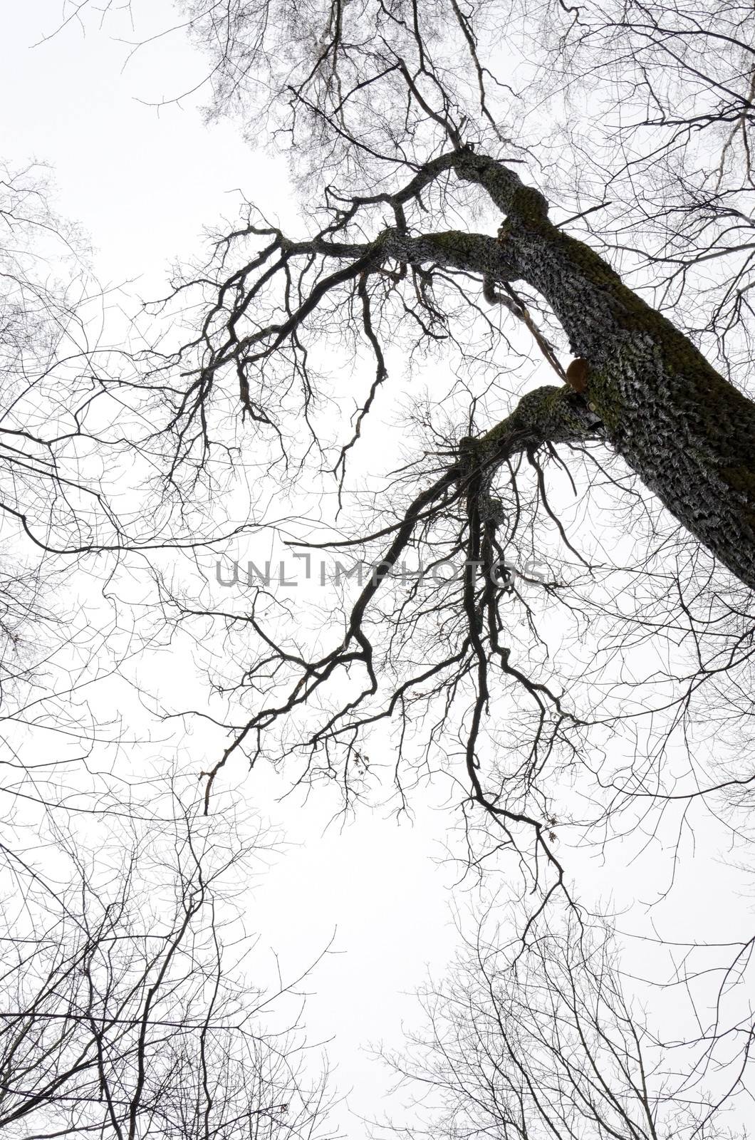 View from the bottom up on the powerful tree trunk and the branches of trees without leaves